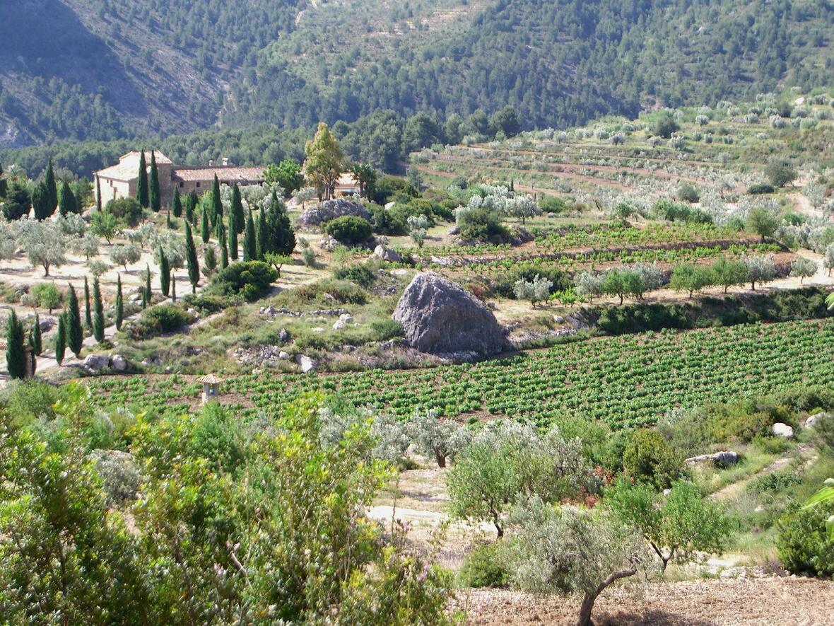 weinberge-torre-enmedio